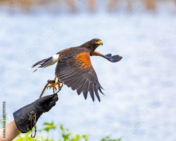 Obraz Harris Hawk flying off falconers glove at a bird show in Georgia.