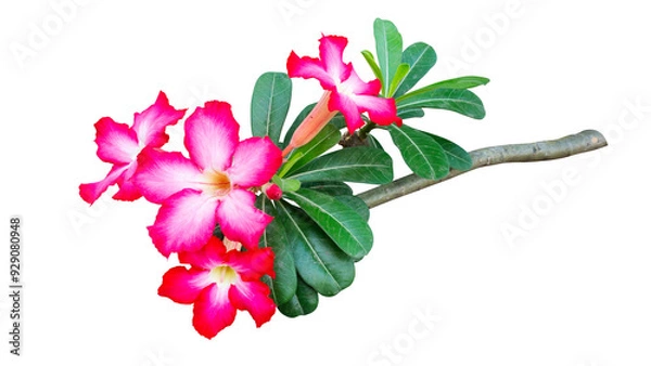 Obraz Bouquet of Desert Rose flowers, Adenium tree isolated on white background