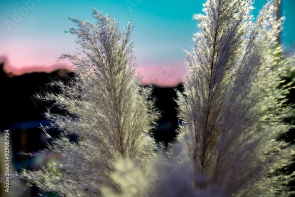 Obraz Myrtle Beach Sunset