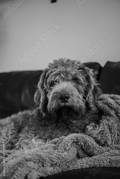 Obraz Wire-haired Pointing Griffon