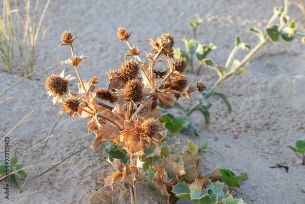 Fototapeta panicaut maritime