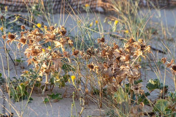 Fototapeta Panicaut maritime