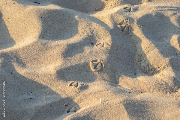 Fototapeta Traces dans le sable
