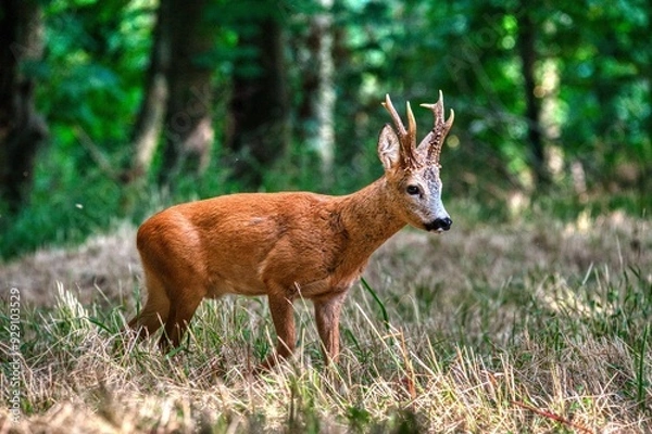 Fototapeta chevreuil