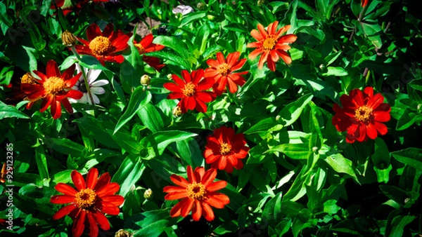 Obraz red and yellow flowers