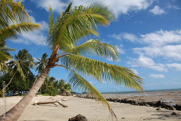 Obraz Beautiful tropical beach and palm trees, Savusavu, Fiji