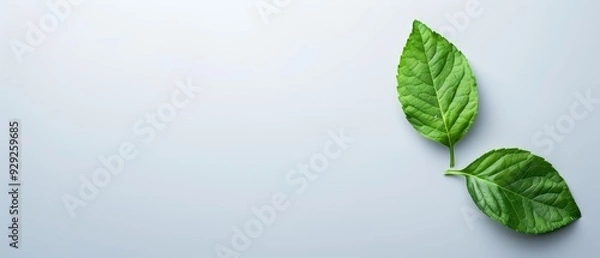 Fototapeta  Two green leaves overlapping on a light blue surface One green leaf is on top