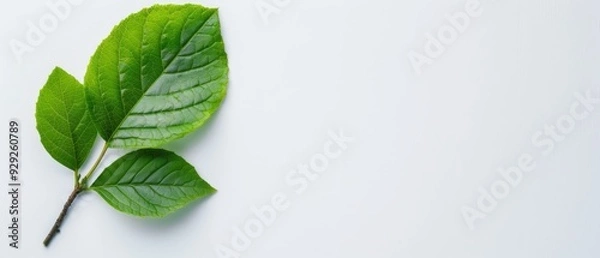 Fototapeta  A tight shot of a green leaf against a white backdrop, showcasing a gentle light reflection on its upper surface