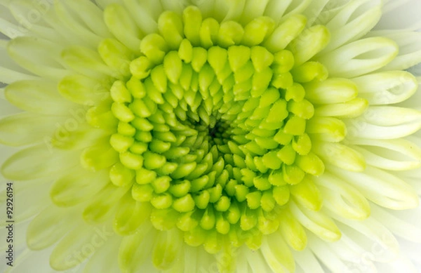 Obraz Flower