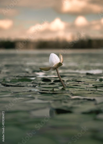 Obraz Flower on a pond