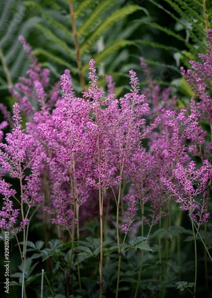 Obraz Purple Wildflowers