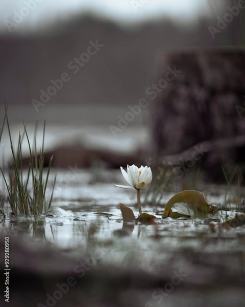 Obraz Water lily in a pond