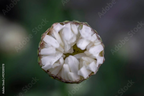 Obraz Closup of a bud