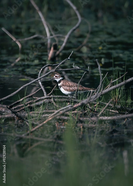 Obraz great crested grebe on water