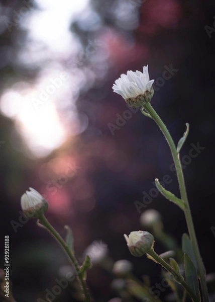 Obraz flowers in the morning