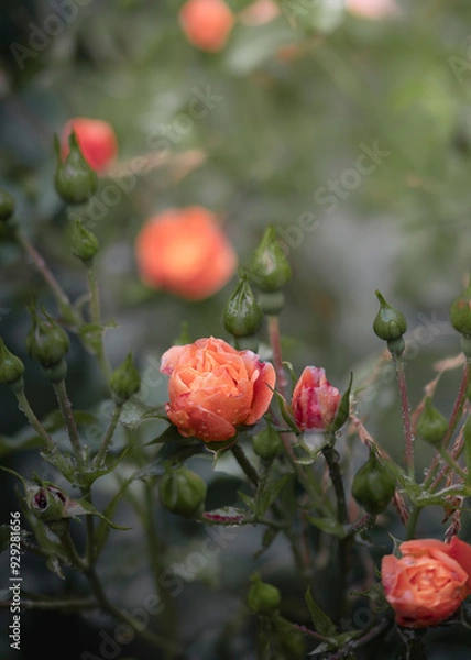 Obraz Spring Showers 