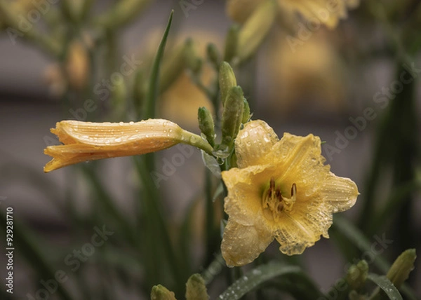 Obraz Flowers in a spring rain