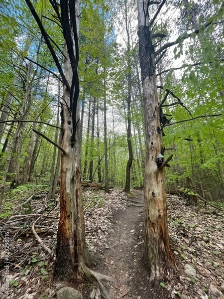 Obraz deer in the forest
