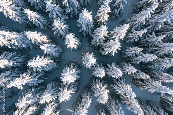 Fototapeta Aerial View of Snow Covered Pine Trees