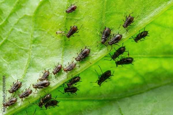 Obraz Black Bean Aphid Colony Close-up. Blackfly or Aphis Fabae Garden Parasite Insect Pest Macro