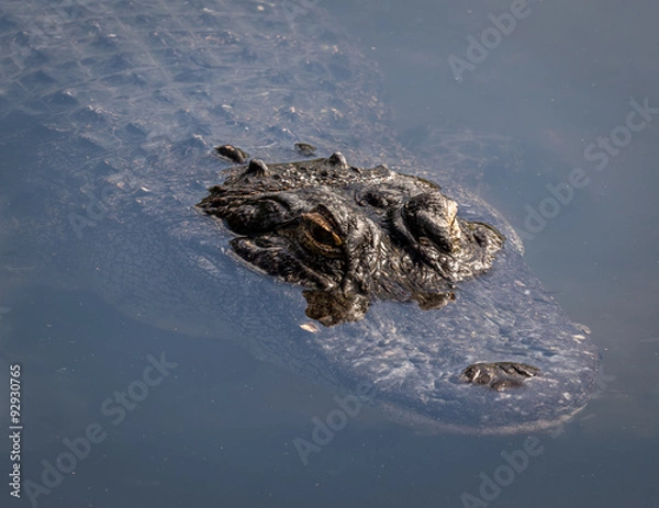 Obraz Alligator in water head shot.