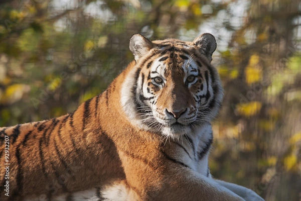Obraz Resting Indian Tiger