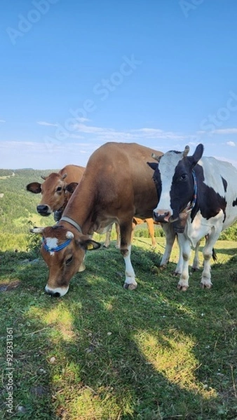 Fototapeta cows in a field,Farm cows grazing in a summer meadow.
