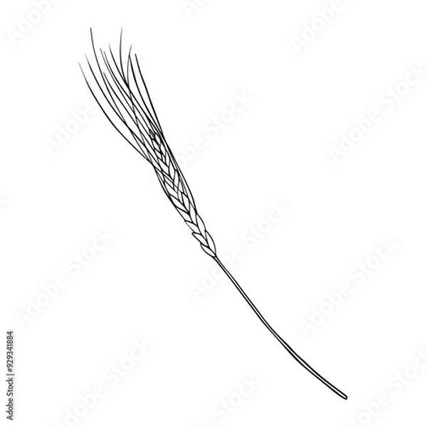 Obraz Vector Wheat Ears Sketch on isolated background. Hand drawn illustration ear rye in line art style painted by black inks. Simple contour Sketch for bakery and beer products