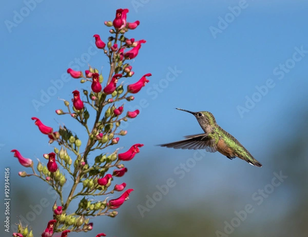 Fototapeta Green Selasphorous hummingbird and Redbird in a Tree blooms, Durango, Colorado, USA