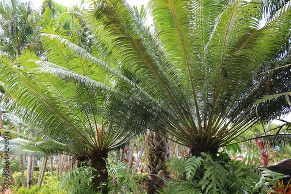 Obraz Gum palm