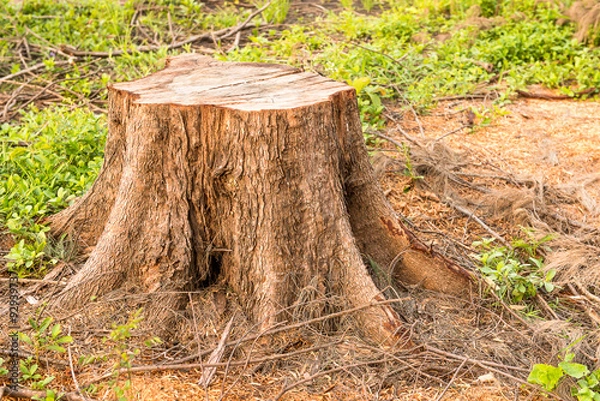Obraz cutting died of tree root