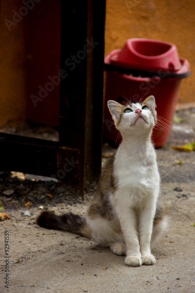 Obraz Yukarı Bakan Kedi