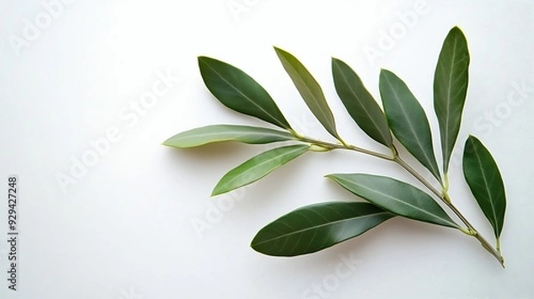 Fototapeta Two fresh olive branches with leaves isolated on white background closeup : Generative AI