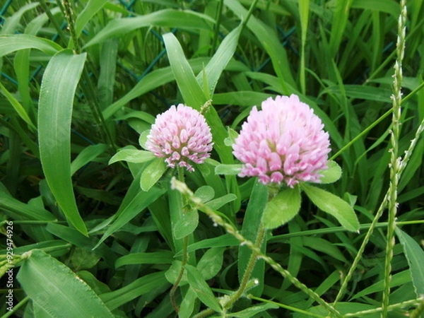 Fototapeta アカツメクサの花