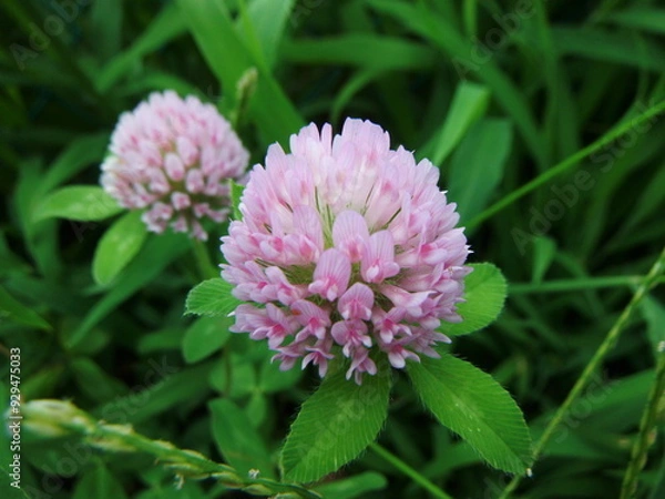 Obraz アカツメクサの花