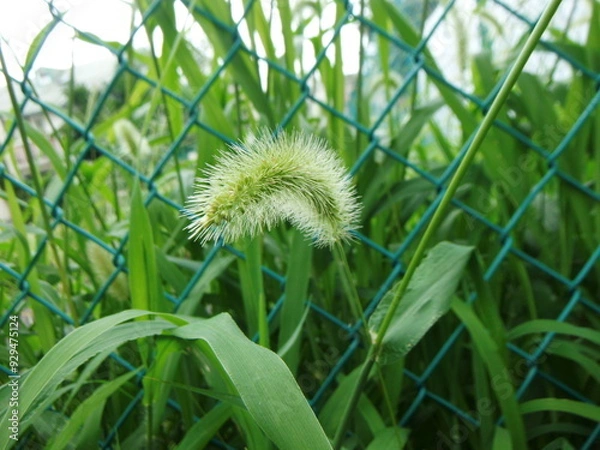 Obraz 猫じゃらしの穂