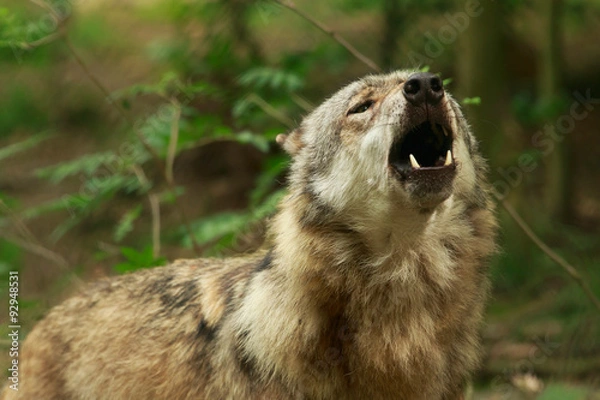 Fototapeta Wolfsgeheul