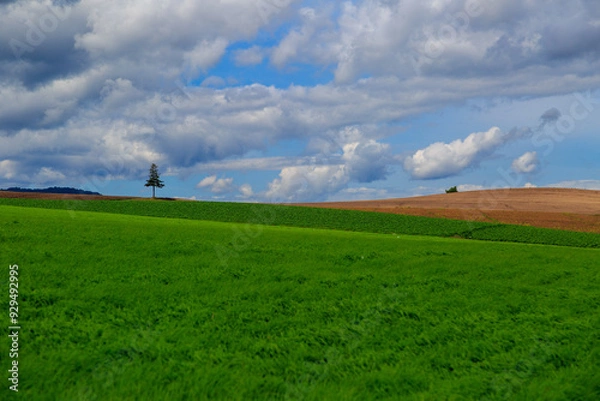 Fototapeta 北海道 富良野の草原