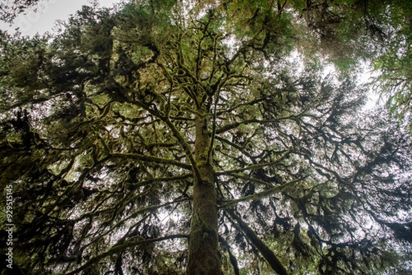 Fototapeta Huge tree in the rainforest - Vancouver Island