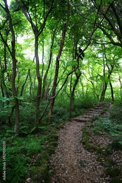 Fototapeta fine path through deep forest