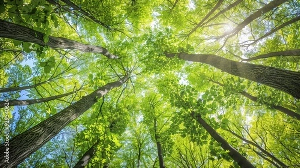 Fototapeta Looking Up Through Lush Forest Canopy.