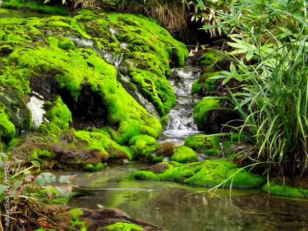 Obraz 群馬県、奥草津温泉のチャツボミゴケ公園