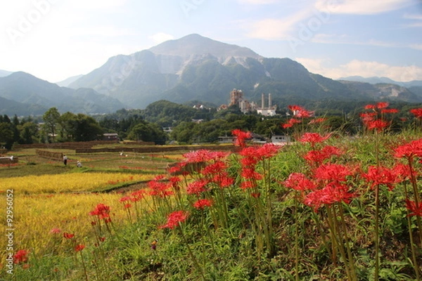 Obraz 埼玉県、寺坂棚田の彼岸花と武甲山