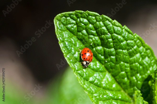 Fototapeta ladybug on mint leaf