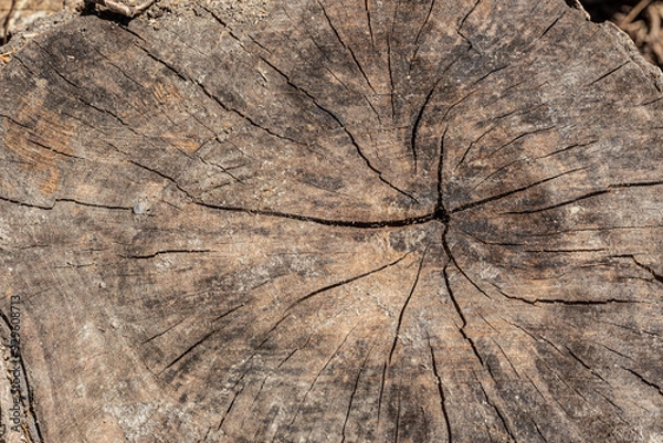 Fototapeta old weathered wood texture with cut cross-section of the log