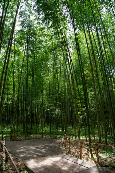 Fototapeta 夏の田舎道