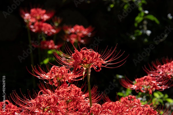 Fototapeta 彼岸花