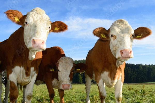 Obraz Simmentaler, q.