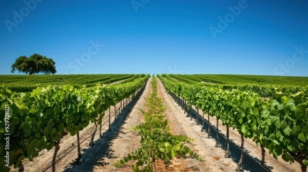 Fototapeta A tranquil vineyard landscape with rows of green grapevines lining the mountains as far as the eye can see waiting for the harvest season in the countryside.