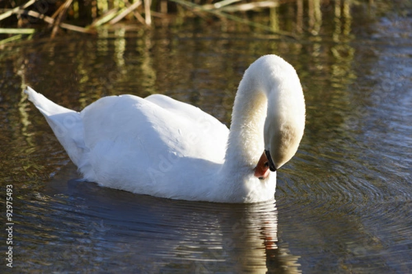 Obraz Swan preening